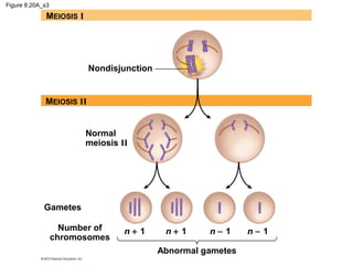 Figure 8.20A_s3

MEIOSIS I

Nondisjunction

MEIOSIS II
Normal
meiosis II

Gametes
Number of
chromosomes

n+ 1

n+ 1

n− 1

Abnormal gametes

n−1

 