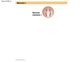 Figure 8.20B_s1

MEIOSIS I

Normal
meiosis I

 