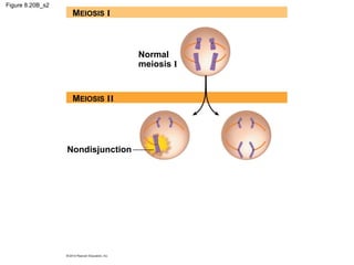 Figure 8.20B_s2

MEIOSIS I

Normal
meiosis I

MEIOSIS II

Nondisjunction

 
