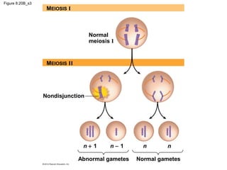 Figure 8.20B_s3

MEIOSIS I

Normal
meiosis I

MEIOSIS II

Nondisjunction

n+ 1

n−1

Abnormal gametes

n

n

Normal gametes

 