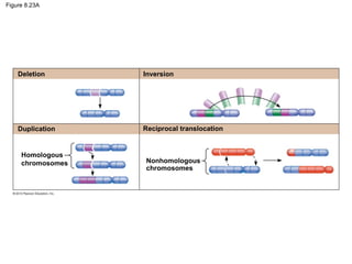 Figure 8.23A

Deletion

Inversion

Duplication

Reciprocal translocation

Homologous
chromosomes

Nonhomologous
chromosomes

 