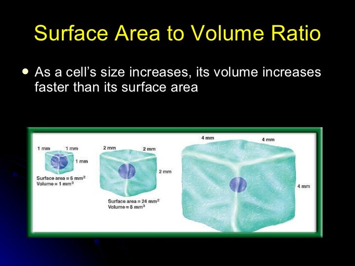 Cell Transportation and The Cell Cycle