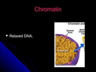 ChromatinChromatin
 Relaxed DNA.Relaxed DNA.
 