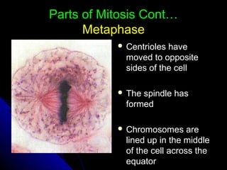 Parts of Mitosis Cont…Parts of Mitosis Cont…
MetaphaseMetaphase
 Centrioles haveCentrioles have
moved to oppositemoved to opposite
sides of the cellsides of the cell
 The spindle hasThe spindle has
formedformed
 Chromosomes areChromosomes are
lined up in the middlelined up in the middle
of the cell across theof the cell across the
equatorequator
 