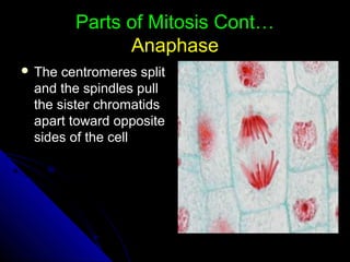 Parts of Mitosis Cont…Parts of Mitosis Cont…
AnaphaseAnaphase
 The centromeres splitThe centromeres split
and the spindles pulland the spindles pull
the sister chromatidsthe sister chromatids
apart toward oppositeapart toward opposite
sides of the cellsides of the cell
 
