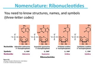 Chapter 8 nucleotides Biochemistry | PDF