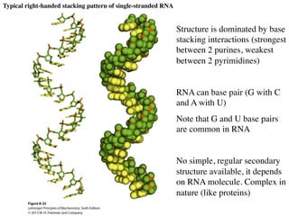 Chapter 8 nucleotides Biochemistry | PDF