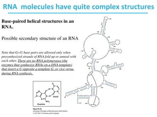 Chapter 8 nucleotides Biochemistry | PDF