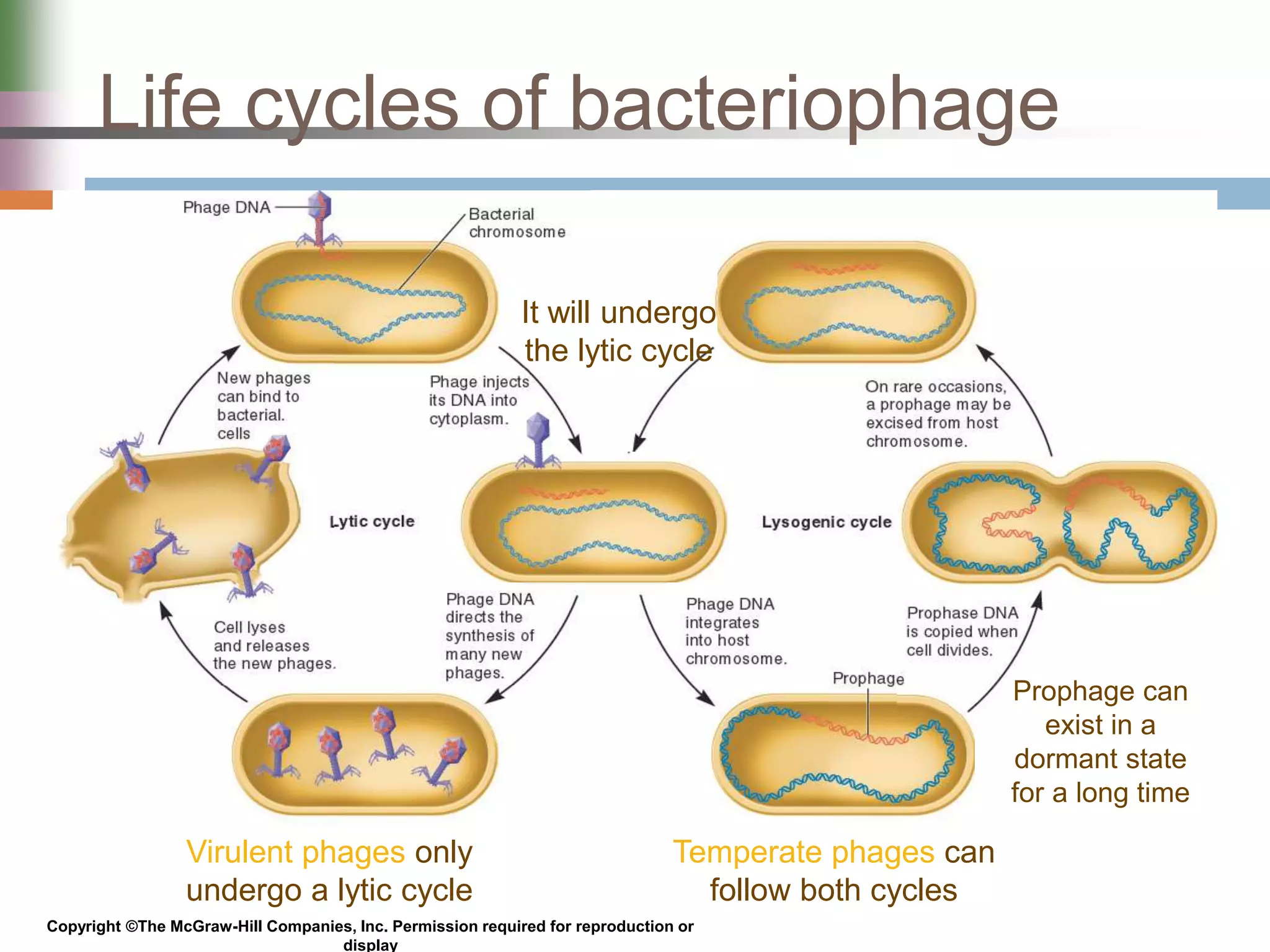 Genetic Analysis and Mapping in Bacteria and Bacteriophages | PPTX