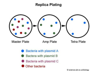 Replica Plating
 