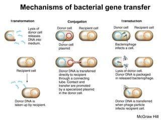 McGraw Hill
Mechanisms of bacterial gene transfer
 