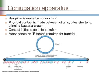 Conjugation apparatus
 Sex pilus is made by donor strain
 Physical contact is made between strains, pilus shortens,
bringing bacteria closer
 Contact initiates genetic transfer
 Many genes on “F factor” required for transfer
 