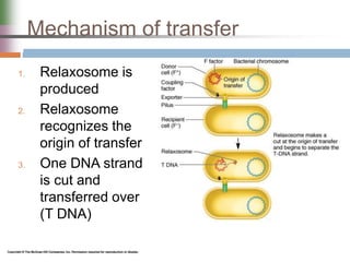Mechanism of transfer
1. Relaxosome is
produced
2. Relaxosome
recognizes the
origin of transfer
3. One DNA strand
is cut and
transferred over
(T DNA)
 