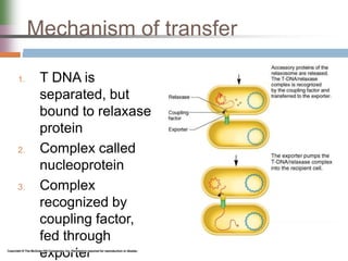 Mechanism of transfer
1. T DNA is
separated, but
bound to relaxase
protein
2. Complex called
nucleoprotein
3. Complex
recognized by
coupling factor,
fed through
exporter
 