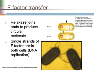 F factor transfer
1. Relaxase joins
ends to produce
circular
molecule
2. Single strands of
F factor are in
both cells (DNA
replication)
 