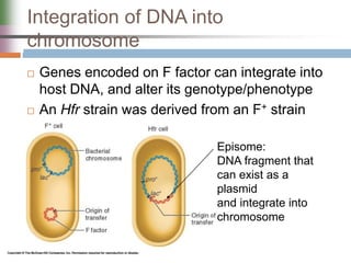 Integration of DNA into
chromosome
 Genes encoded on F factor can integrate into
host DNA, and alter its genotype/phenotype
 An Hfr strain was derived from an F+ strain
Episome:
DNA fragment that
can exist as a
plasmid
and integrate into
chromosome
 