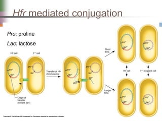 Hfr mediated conjugation
Pro: proline
Lac: lactose
 