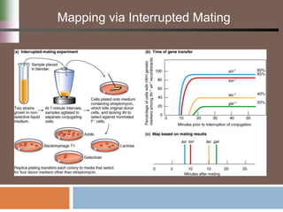 Mapping via Interrupted Mating
 