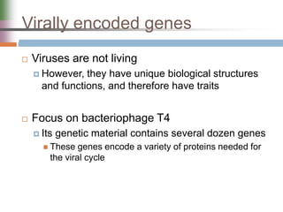 Virally encoded genes
 Viruses are not living
 However, they have unique biological structures
and functions, and therefore have traits
 Focus on bacteriophage T4
 Its genetic material contains several dozen genes
 These genes encode a variety of proteins needed for
the viral cycle
 