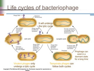 Life cycles of bacteriophage
Virulent phages only
undergo a lytic cycle
Temperate phages can
follow both cycles
Prophage can
exist in a
dormant state
for a long time
It will undergo
the lytic cycle
Copyright ©The McGraw-Hill Companies, Inc. Permission required for reproduction or
display
 