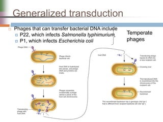 Generalized transduction
 Phages that can transfer bacterial DNA include
 P22, which infects Salmonella typhimurium
 P1, which infects Escherichia coli
Temperate
phages
 