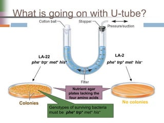 What is going on with U-tube?
Nutrient agar
plates lacking the
four amino acids
No colonies
phe– trp– met+ his+ phe+ trp+ met– his–
LA-22 LA-2
Colonies
Genotypes of surviving bacteria
must be phe+ trp+ met+ his+
 