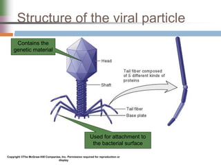 Structure of the viral particle
Copyright ©The McGraw-Hill Companies, Inc. Permission required for reproduction or
display
Contains the
genetic material
Used for attachment to
the bacterial surface
 