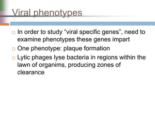Viral phenotypes
 In order to study “viral specific genes”, need to
examine phenotypes these genes impart
 One phenotype: plaque formation
 Lytic phages lyse bacteria in regions within the
lawn of organims, producing zones of
clearance
 