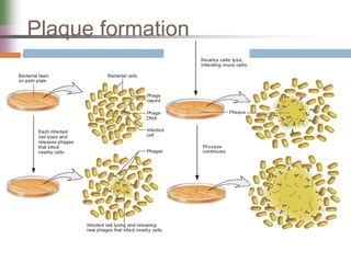 Plaque formation
 