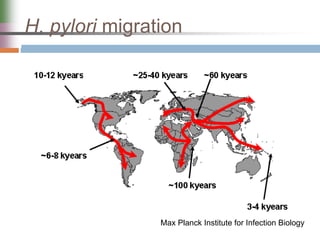 H. pylori migration
Max Planck Institute for Infection Biology
 