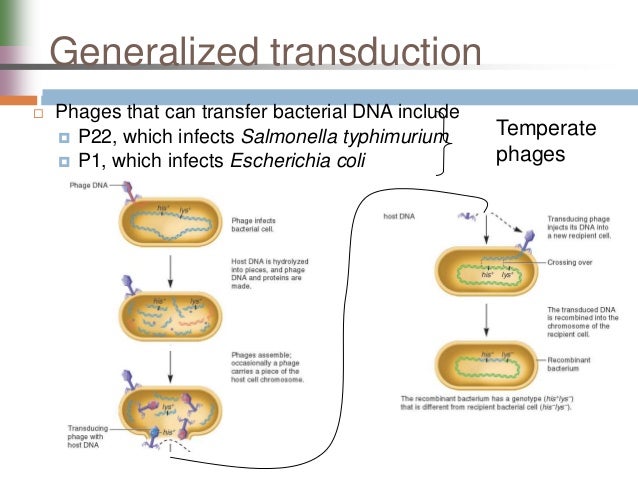 Genetic Analysis and Mapping in Bacteria and Bacteriophages
