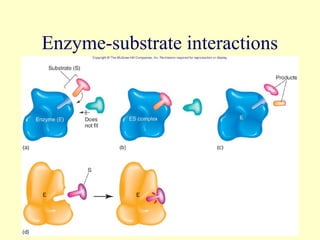 Enzyme-substrate interactions




                       10
 