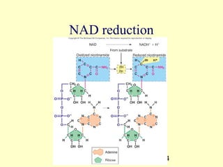 NAD reduction




                24
 