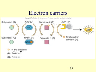 Electron carriers




                    25
 