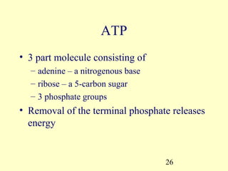 ATP
• 3 part molecule consisting of
  – adenine – a nitrogenous base
  – ribose – a 5-carbon sugar
  – 3 phosphate groups
• Removal of the terminal phosphate releases
  energy


                                   26
 