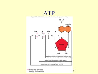 ATP




      27
 
