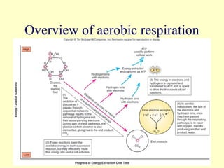 Overview of aerobic respiration




                        33
 