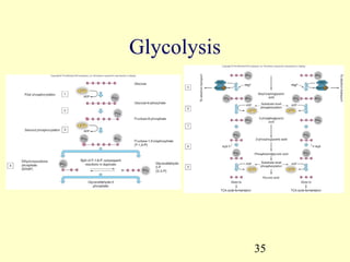 Glycolysis




             35
 