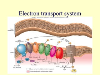 Electron transport system




                     37
 