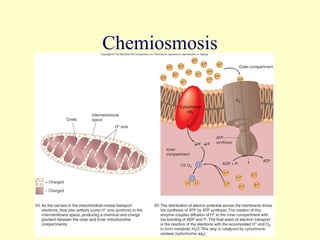 Chemiosmosis




               38
 