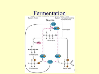 Fermentation




               40
 