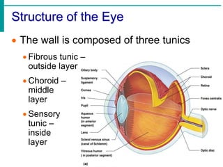 Tunic Body Part Chapter 8 ppt-senses.ppt