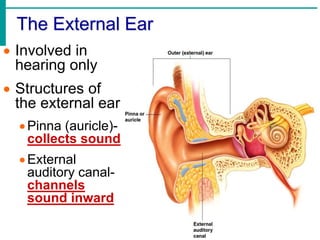 Ear Rods Channel Chapter 8 ppt-senses.ppt
