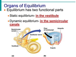 Chapter 8 ppt-senses.ppt