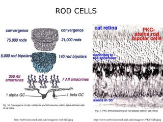Rod Natural Science Chapter 8 ppt-senses.ppt