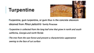 Turpentine
•Turpentine, gum turpentine, or gum thus is the concrete oleoresin
obtained from Pinus palustris family Pinaceae
•Turpentine is collected from the long leaf oine that grow in north and south
califorina, Georgia and north florida
•The tree from the vast forest and present a characteristics apperaence
owning to the face of cut surface
 