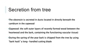 Secretion from tree
•The oleoresin is secreted in ducts located in directly beneath the
cambium in the sapwood
•(Sapwood: the soft outer layers of recently formed wood between the
heartwood and the bark, containing the functioning vascular tissue)
•During the spring of the year bark is chipped from the tree by using
“bark hack” a long- handled cutting blade
 