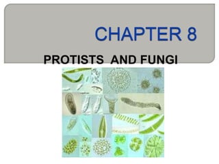 CHAPTER 8 PROTISTS  AND FUNGI 