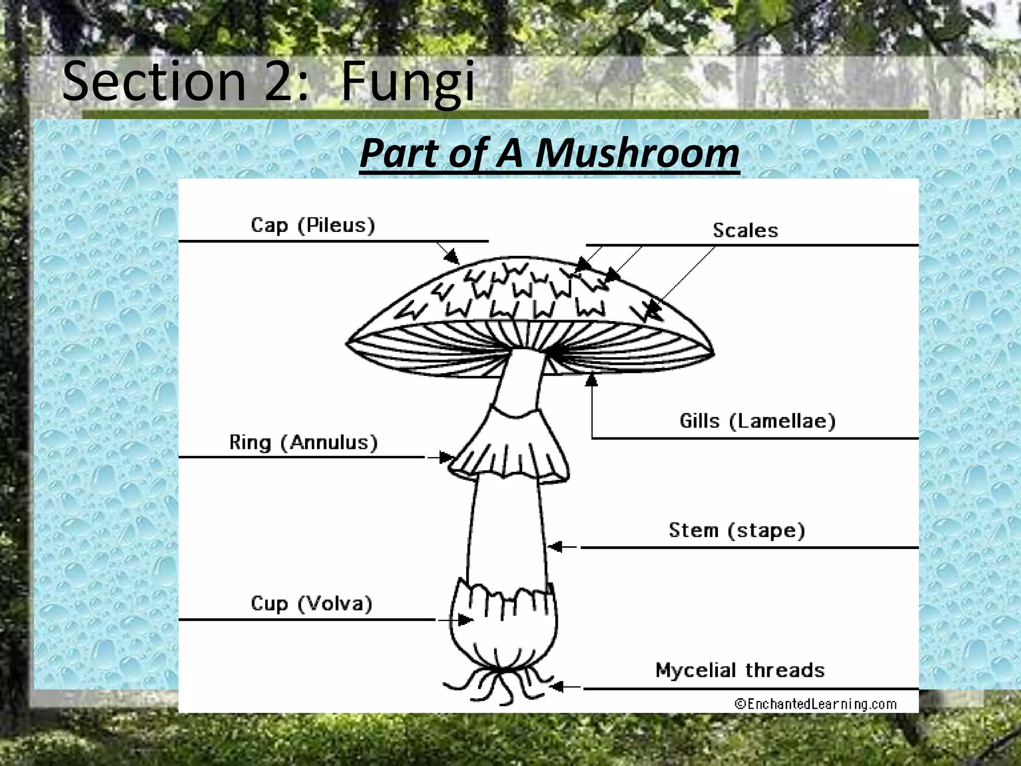 Section 2:  FungiPart of A Mushroom