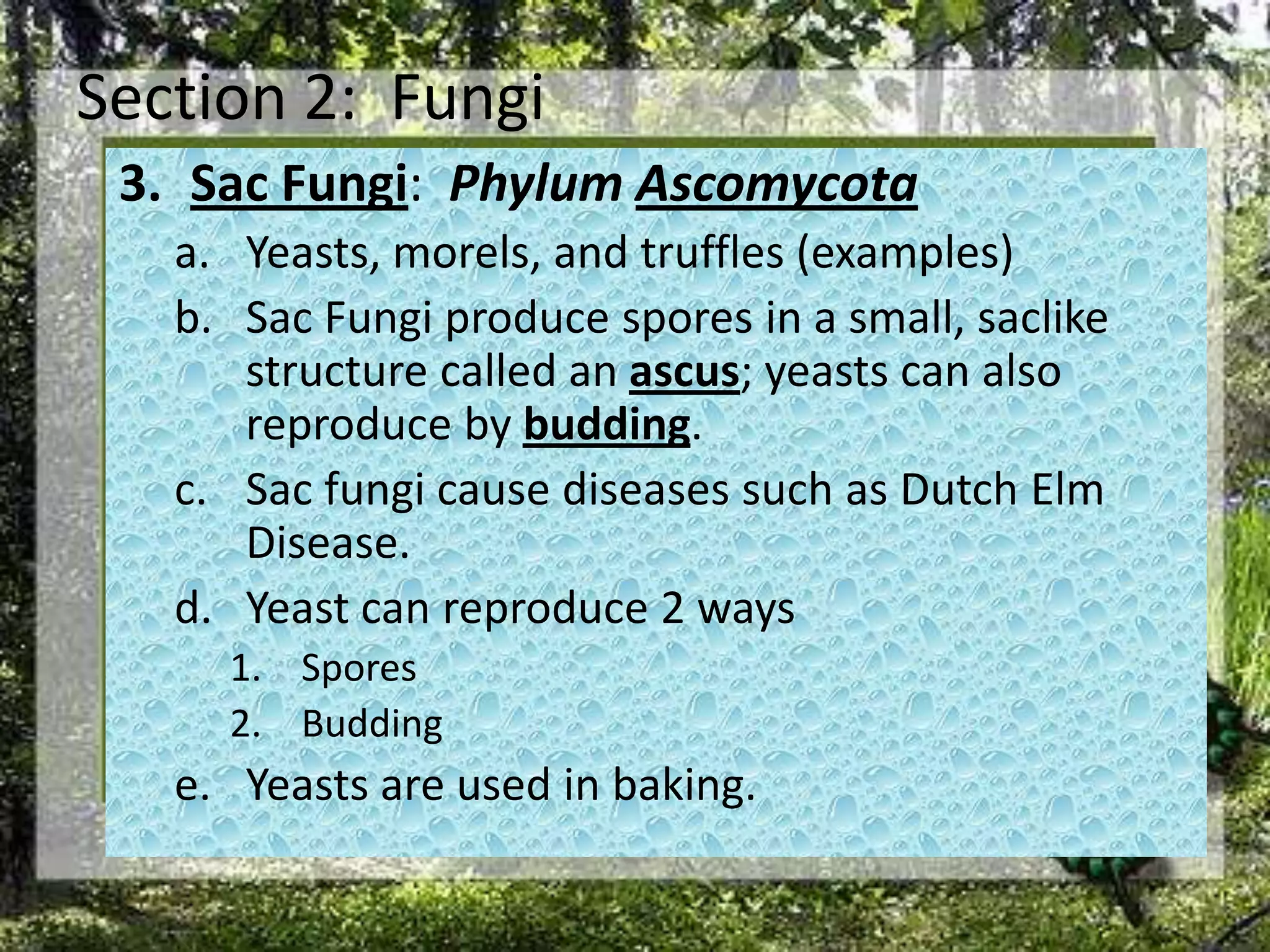 Section 2:  FungiSac Fungi:  Phylum AscomycotaYeasts, morels, and truffles (examples)Sac Fungi produce spores in a small, saclike structure called an ascus; yeasts can also reproduce by budding. Sac fungi cause diseases such as Dutch Elm Disease. Yeast can reproduce 2 waysSporesBuddingYeasts are used in baking.